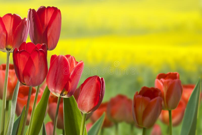 Tulip Rows Ground Level View Stock Image Image of nature