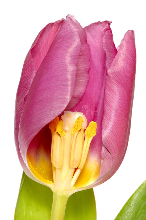 Tulip