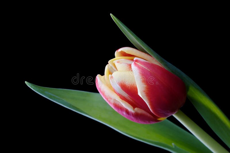 Tulip