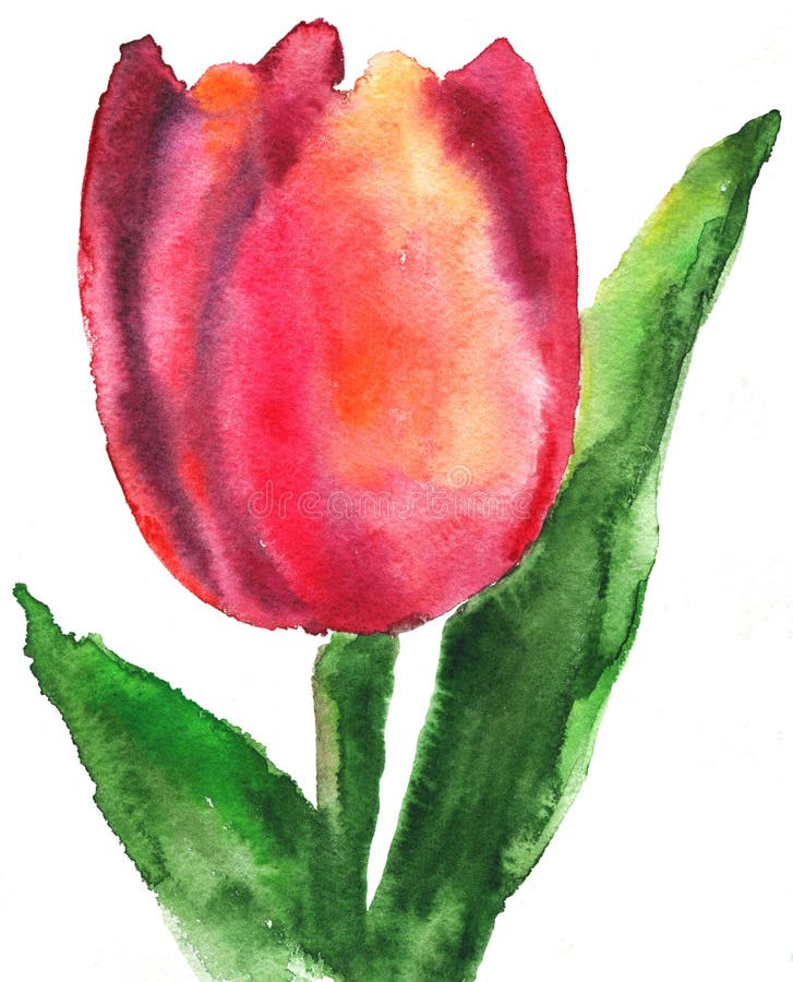 Tulip ilustração royalty free Tulip ilustração royalty free