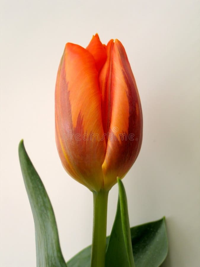 Tulip