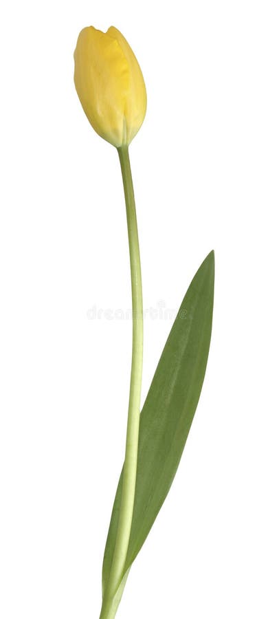 Tulip