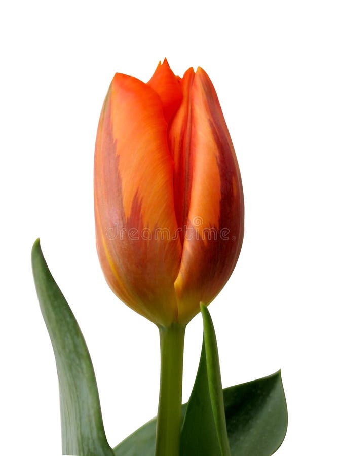 Tulip