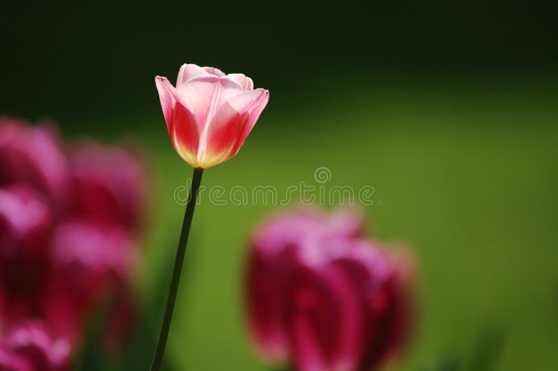 Tulip