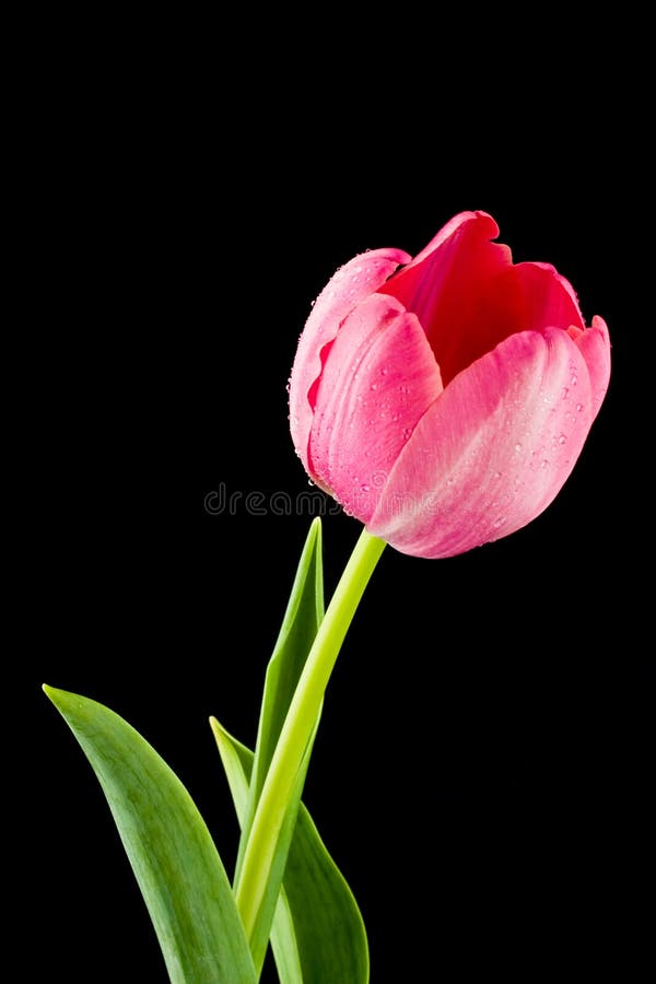 Tulip Flowers Black Background Copy Space Stock Photo Image of black