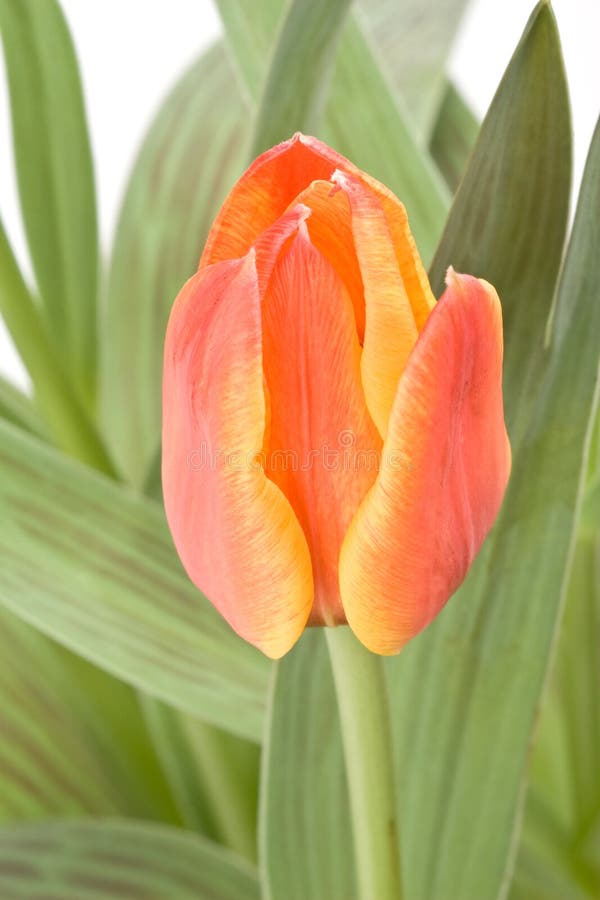 Tulip royalty free stock photo