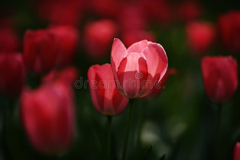 Tulip