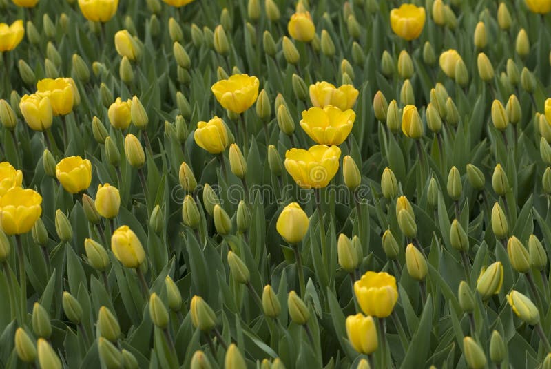 Tulip