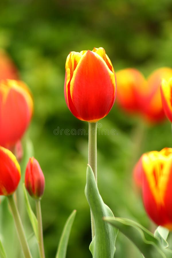 Tulip