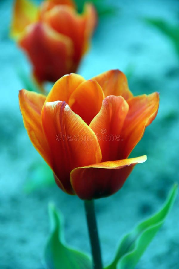 Tulip fotografia stock
