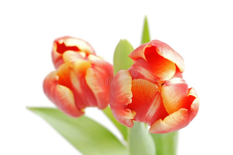 Tulip