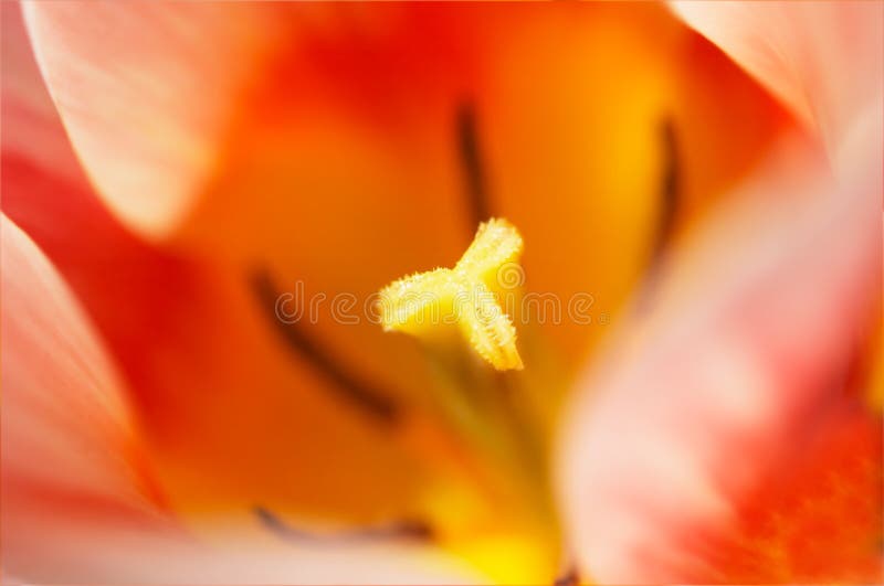 Tulip for backgrounds