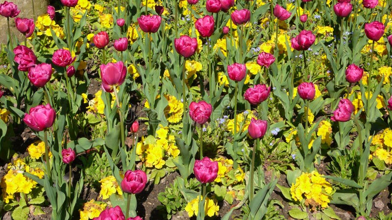 Tulip Bed Luxembourg Gardens immagini stock libere da diritti Tulip Bed Luxembourg Gardens immagini stock libere da diritti