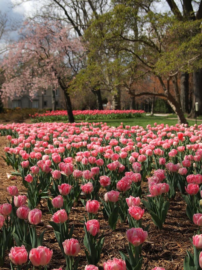 Tulip Bloom In Urban Park Stock Photo Image Of Dense 85912794