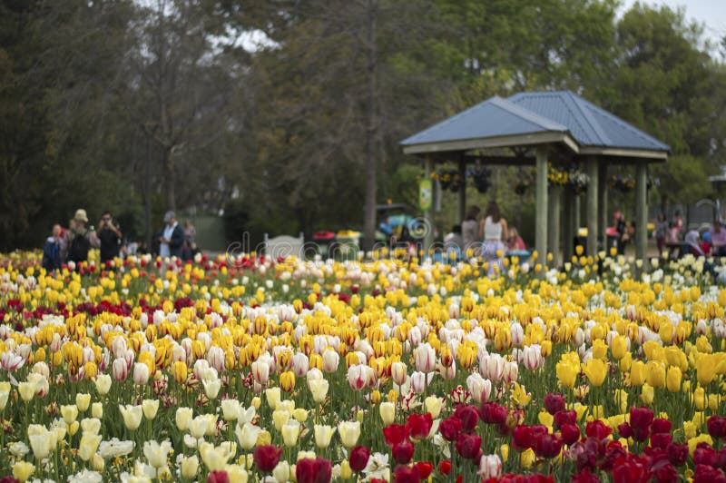 Tulip blossom in Floriade 2016