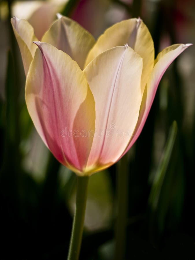 Tulip Blushing Lady stock image. Image of tulip, flower 19555667