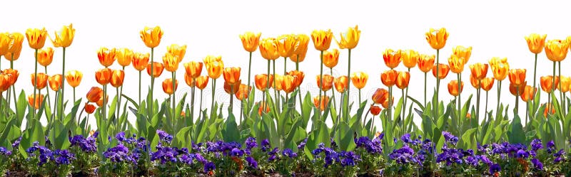Tulip Border Stock Photos Image 17122823 Tulip Border Stock Photos Image 17122823