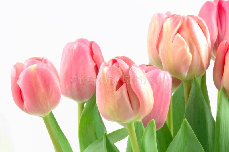 Nice pink tulips on white ground. Nice pink tulips on white ground