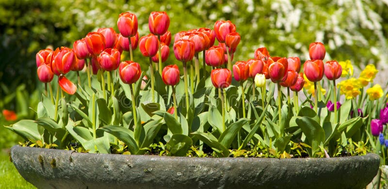 Tulip bowl stock image. Image of nature, daffodil, grass - 4965831