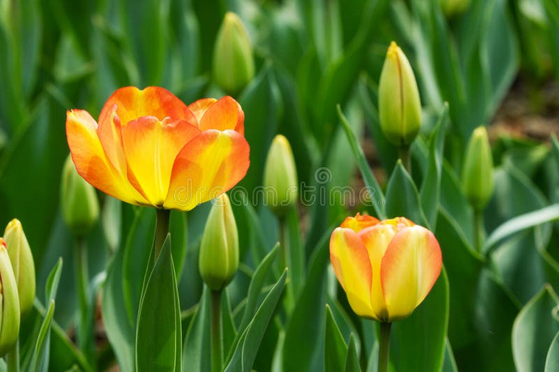 Tulip and bud