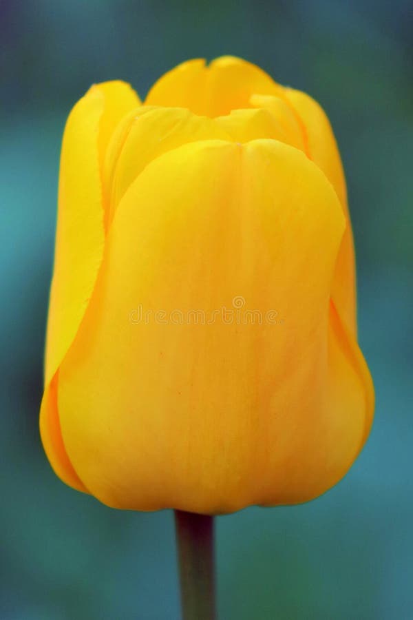 Tulip Bud jaune sur le visage vert d'en de fond photo libre de droits Tulip Bud jaune sur le visage vert d'en de fond photo libre de droits