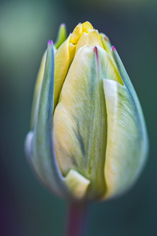 Tulip Bulb Emerging stock image. Image of plant, bulb 111632563