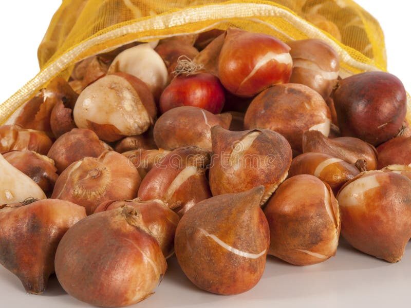 Tulip bulbs in a bag stock photo. Image of summer, fresh 34997216
