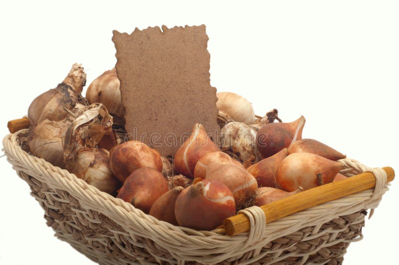 Tulip bulbs and daffodils stock photo. Image of narcissus 36675286