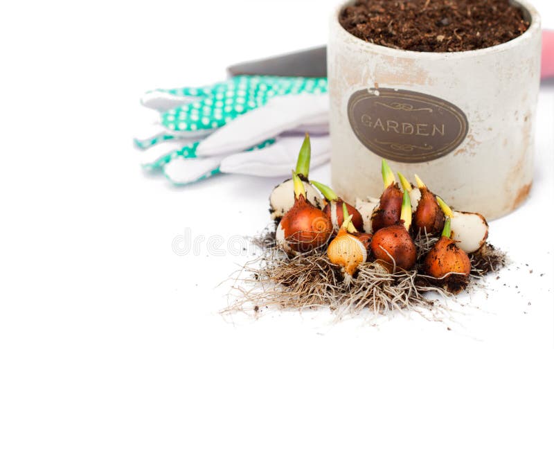 Tulip Bulbs Ready for Planting and Garden Tools Isolated Stock Image