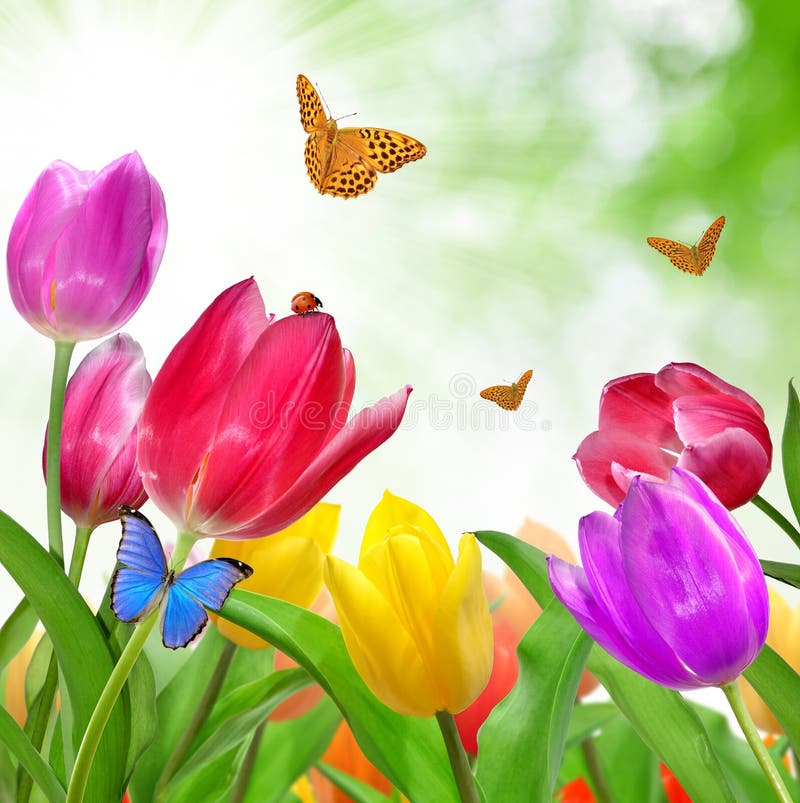 Tulip with butterfly