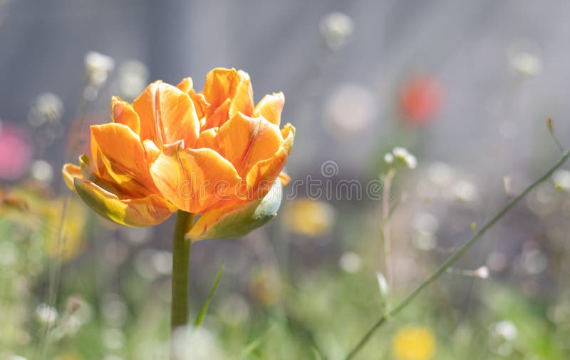 Tulip Cilesta, spring flowers on a sunny day. Tulipa, Liliaceae. Red-yellow terry tulips Double Early bloom in the garden.