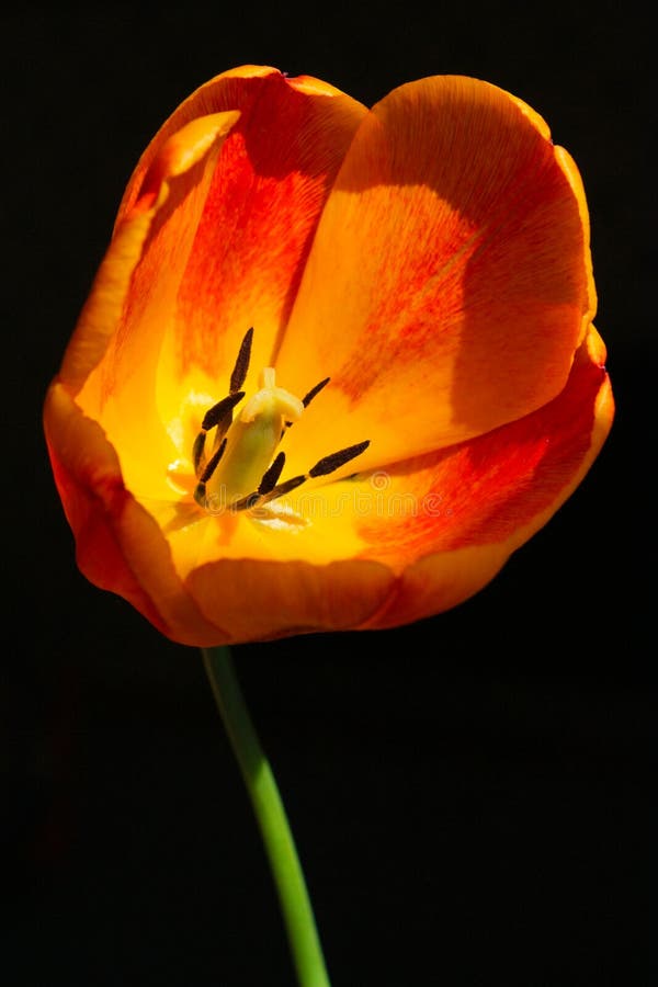 Tulip closeup royalty free stock images