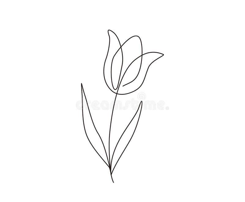 Tulip Continuous Line Drawing Art. Minimalist Contour Drawing Stock ...
