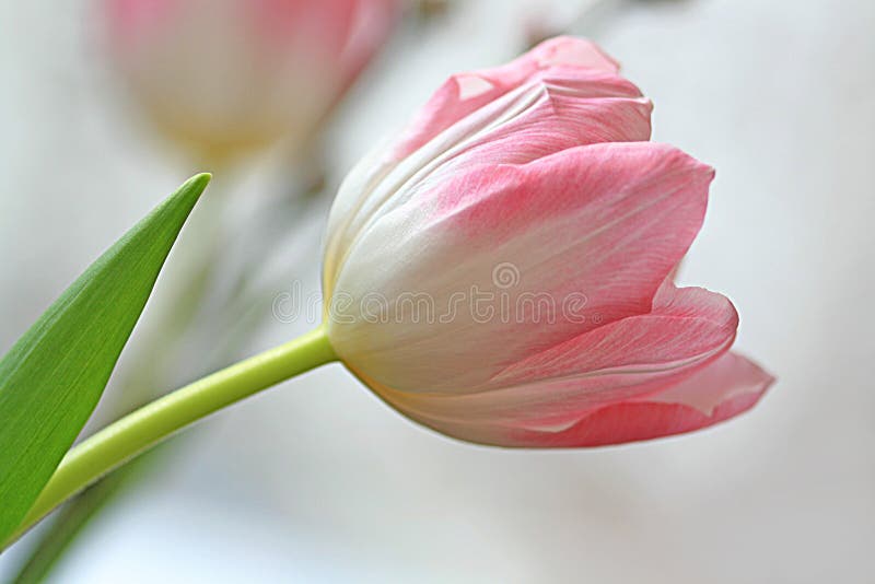 Tulip cor-de-rosa fotos de stock Tulip cor-de-rosa fotos de stock