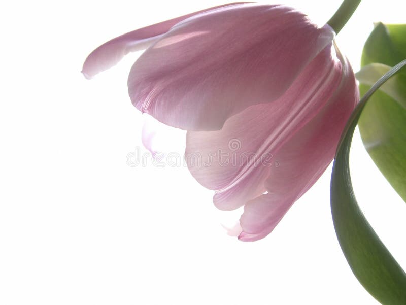 Tulip cor-de-rosa foto de stock royalty free Tulip cor-de-rosa foto de stock royalty free
