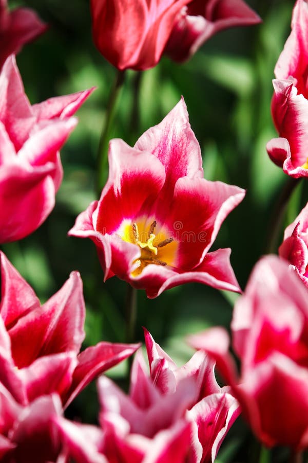 Tulip crown stock photo. Image of flowers, backgrounds 37654028