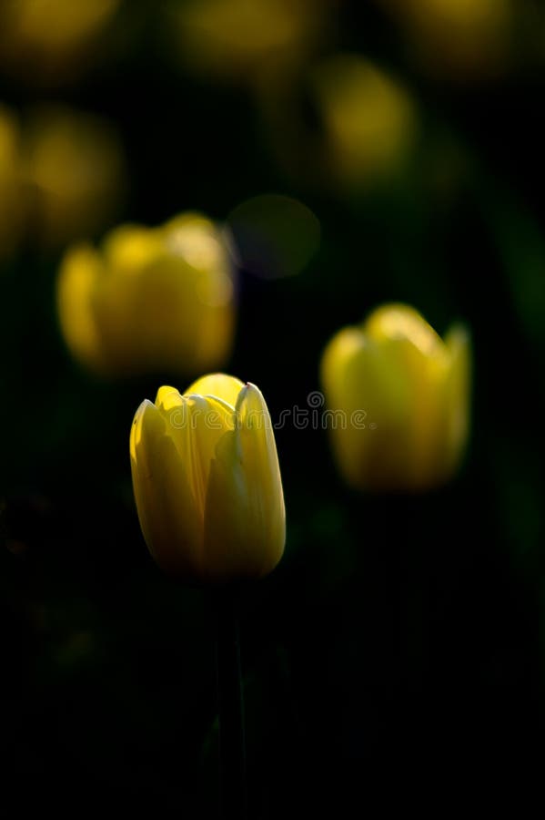 Tulip in the Dark