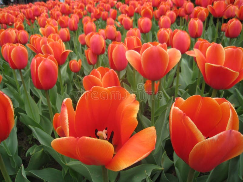 Tulip_dark_red stockfoto Tulip_dark_red stockfoto