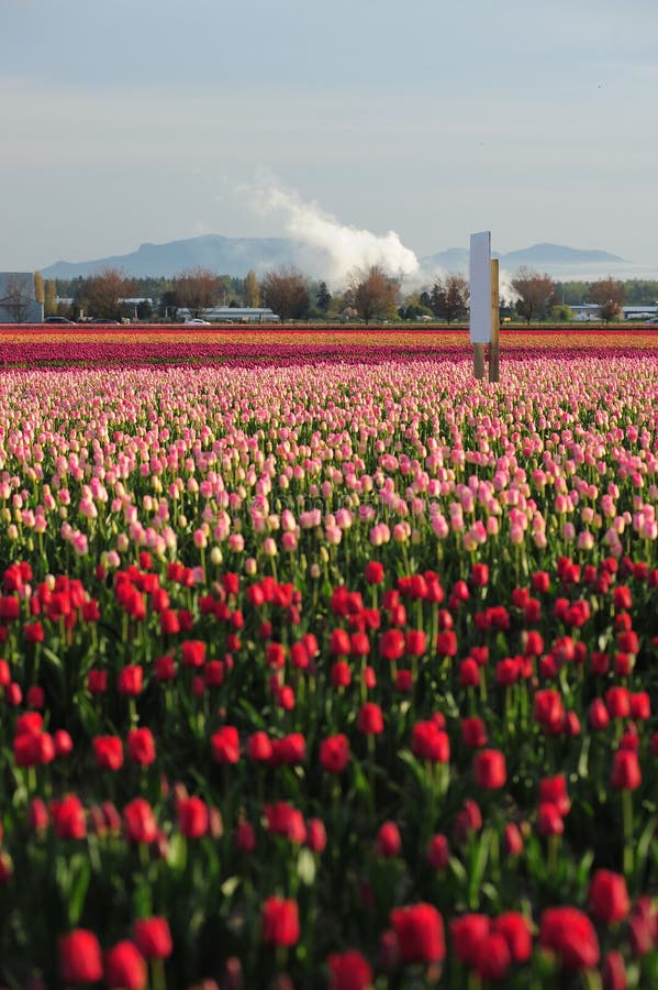 Tulip farm stock photo. Image of color, leaf, agriculture 36397760