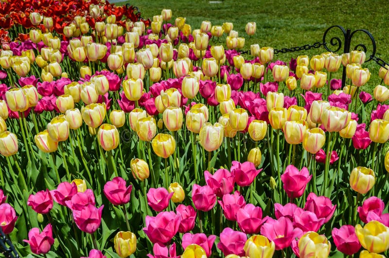 Tulip Festival Albany, New York Stock Photo Image of feelings