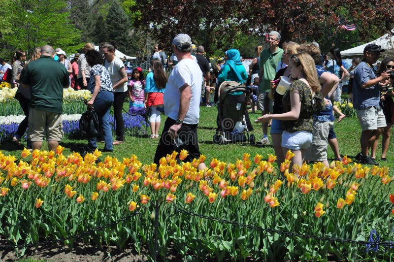 Tulip Festival in Albany, New York State Editorial Photography Image