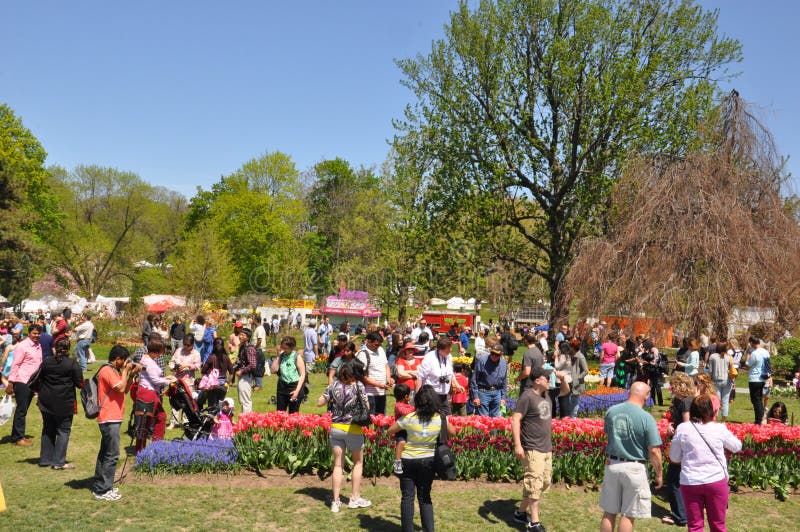 Tulip Festival Albany Ny Tulip Festival Albany Ny