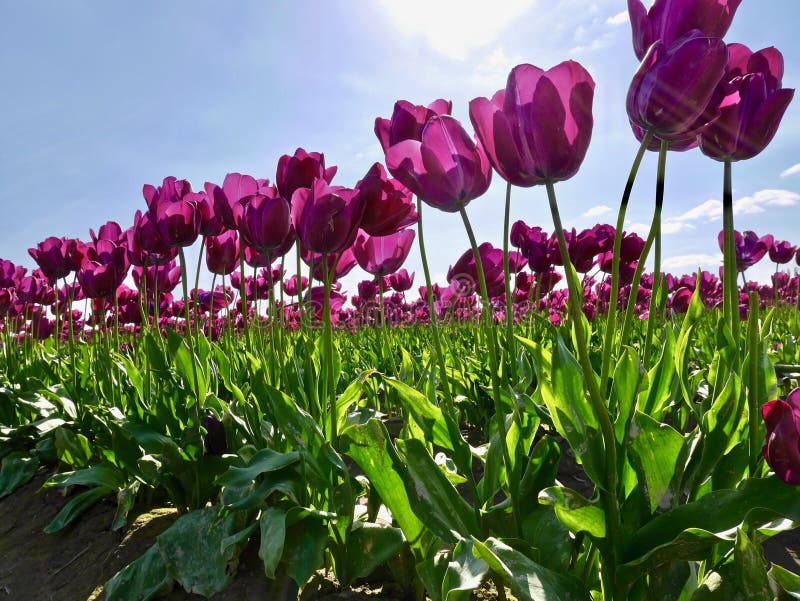 Tulip festival.