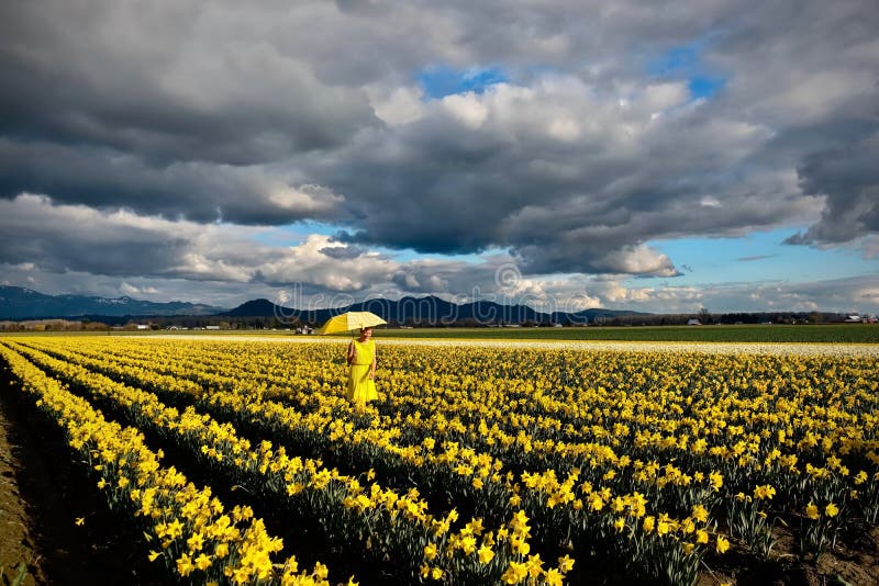 Middle age woman with yellow umbrella walking in daffodil fields in full bloom