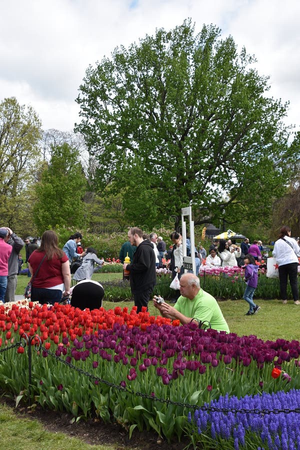Albany Tulip Ny Festival Albany Tulip Ny Festival