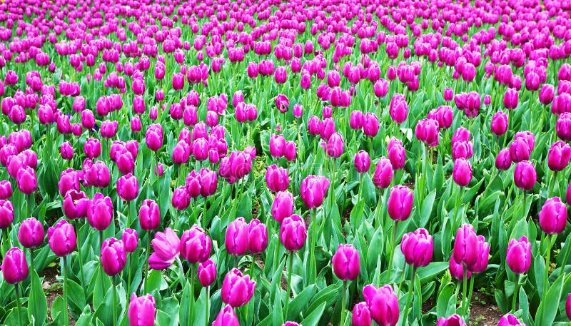 Tulip field