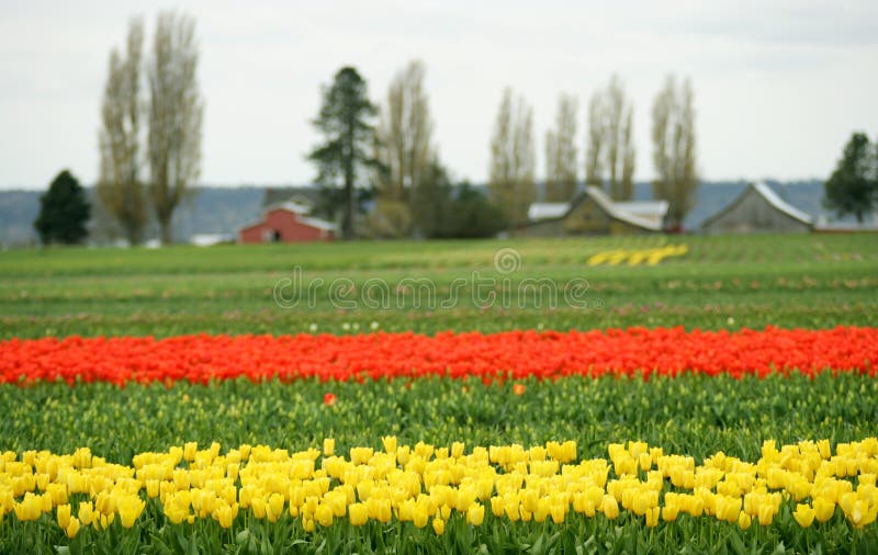 Tulip field