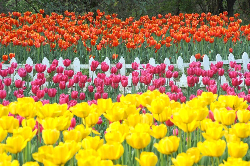 Tulip field