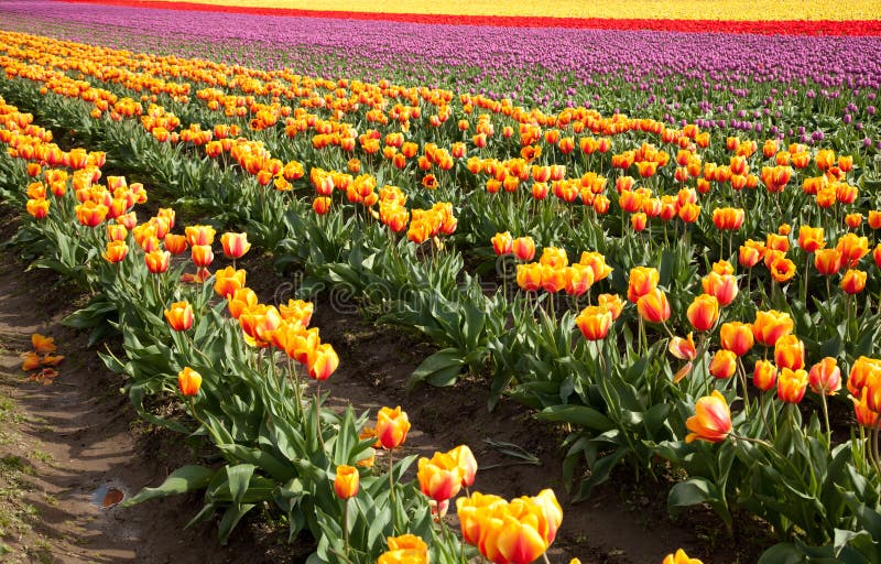 Tulip field in bloom stock image. Image of conner, tulips 79642783