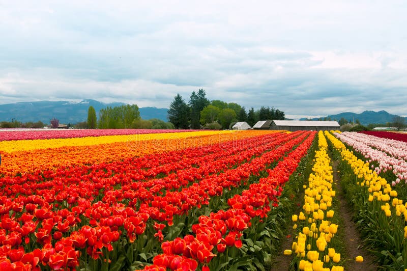 Tulip field with colorful rows of flowers